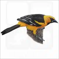 Altamira Oriole illustration