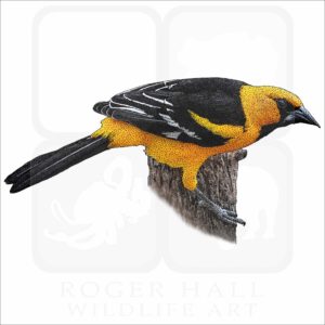 Altamira Oriole illustration