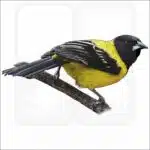 Audubon's Oriole drawing