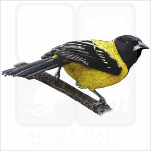 Audubon's Oriole drawing