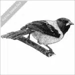 Audubon's Oriole stock drawing