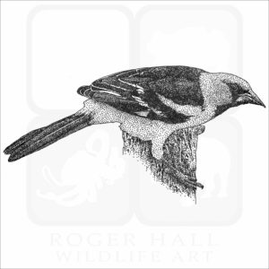 Altamira Oriole illustration