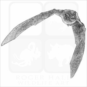 Natal Long-Fingered Bat