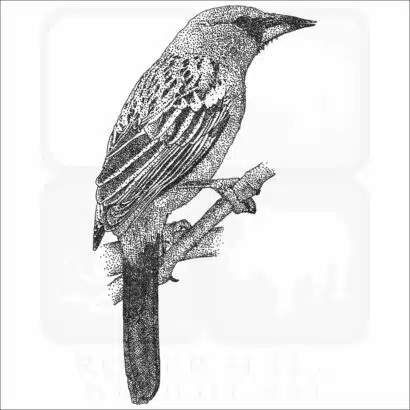 Streak-Backed Oriole drawing