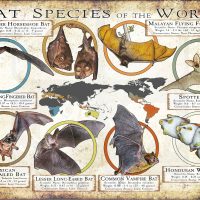 Bat Species of the World poster print