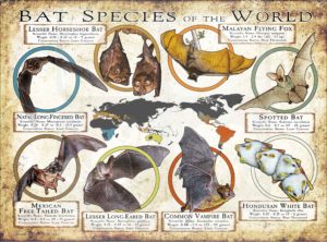 Bat Species of the World poster print
