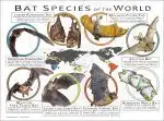 Bat Species of the World poster print