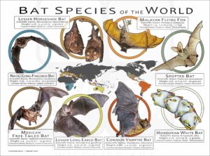 Bat Species of the World poster print