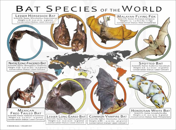 Bat Species of the World poster print