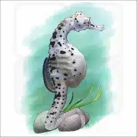 Big Belly Seahorse illustration