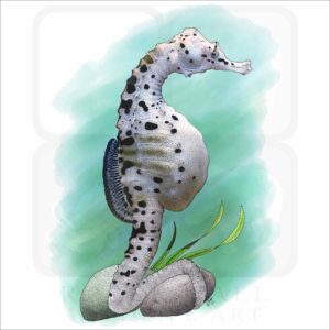 Big Belly Seahorse illustration