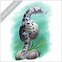 Big Belly Seahorse stock image