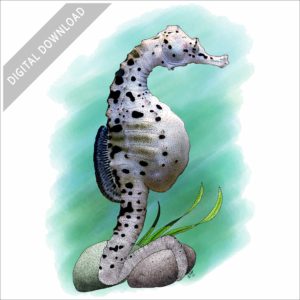 Big Belly Seahorse stock image