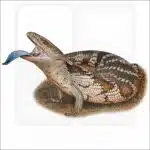 Common Blue-Tongued Skink illustration