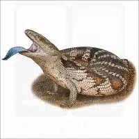 Common Blue-Tongued Skink illustration