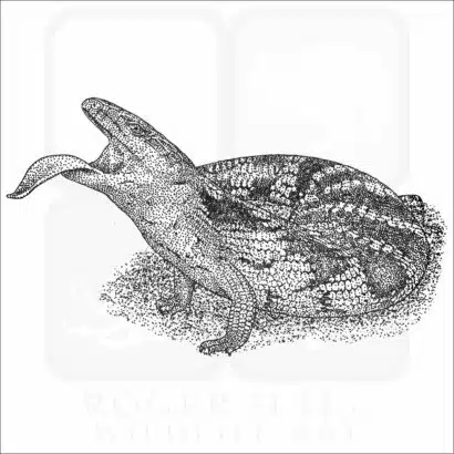 Common Blue-Tongued Skink illustration