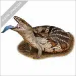 Common Blue-Tongued Skink stock image