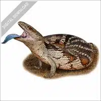 Common Blue-Tongued Skink stock image