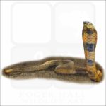 Central Asian Cobra drawing