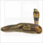 Central Asian Cobra drawing