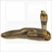 Central Asian Cobra drawing