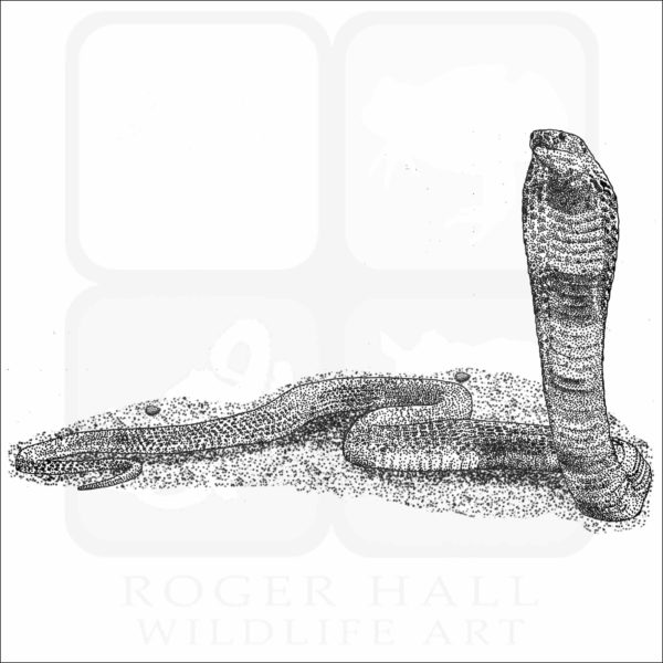 Central Asian Cobra illustration
