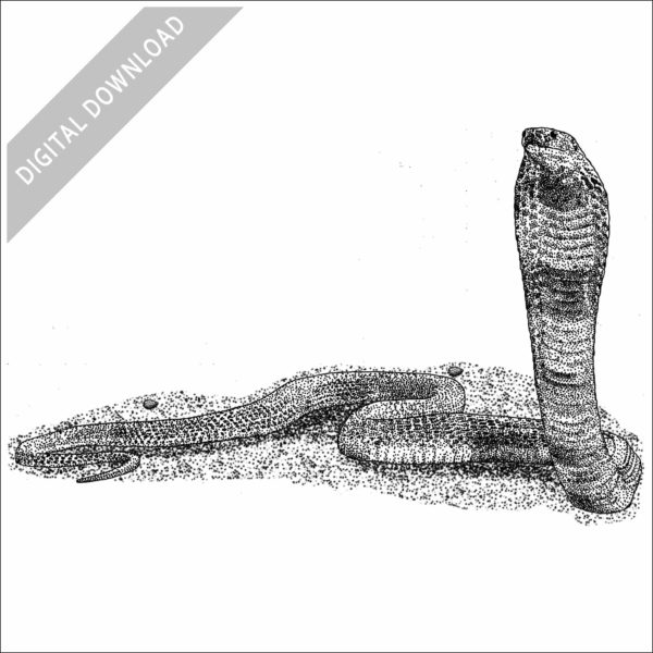 Central Asian Cobra stock image