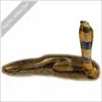 Central Asian Cobra stock image