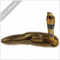 Central Asian Cobra stock image