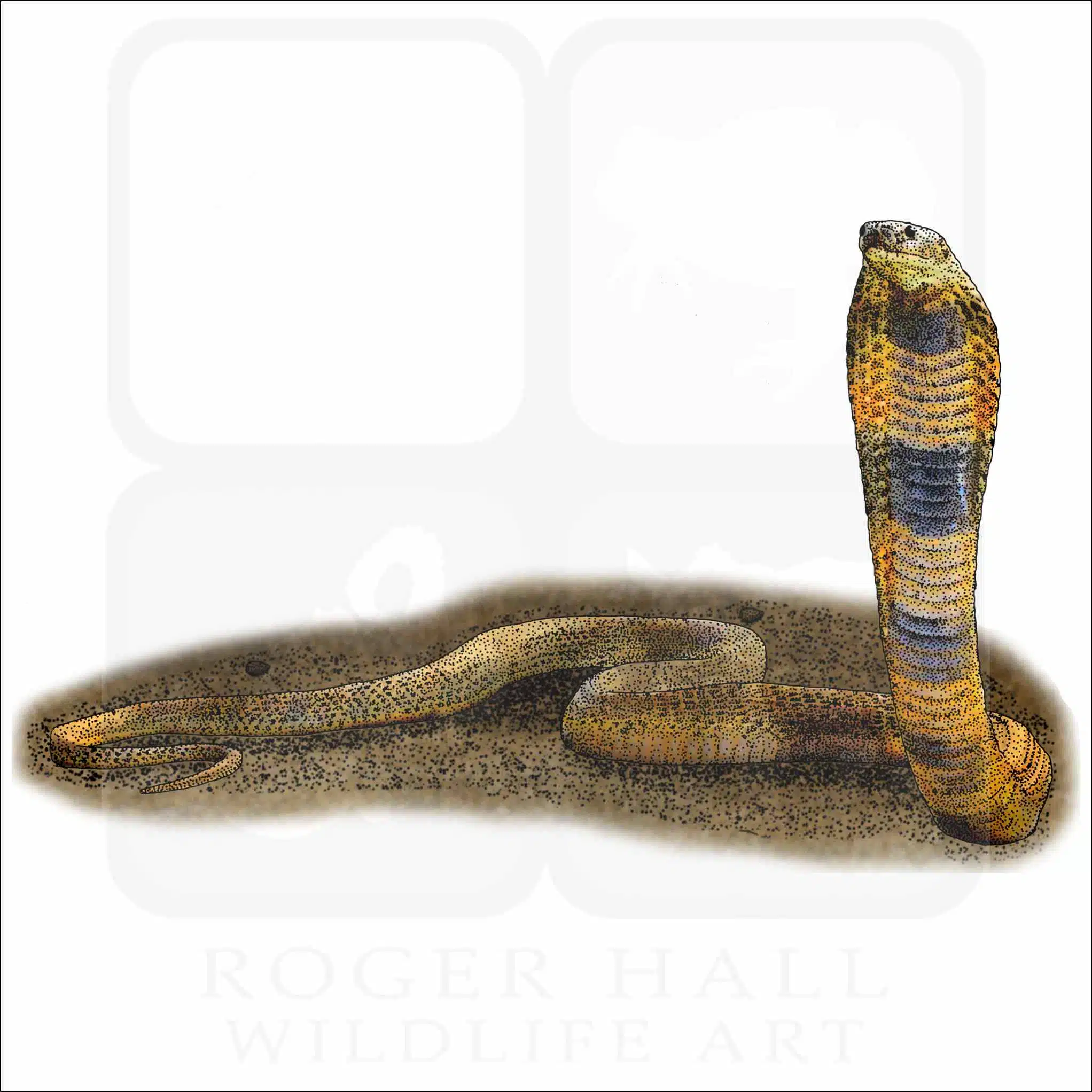 Central Asian Cobra Central Asian Cobra drawing