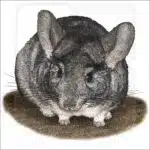 Long-Tailed Chinchilla drawing