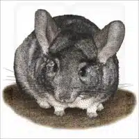 Long-Tailed Chinchilla drawing