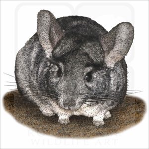 Long-Tailed Chinchilla drawing
