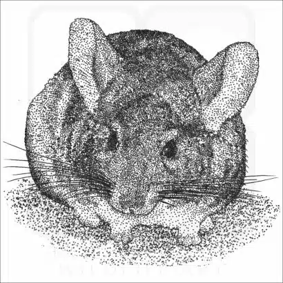 Long-Tailed Chinchilla illustration