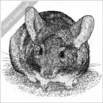 Long-Tailed Chinchilla stock image