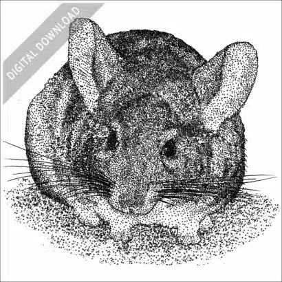 Long-Tailed Chinchilla stock image