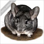 Long-Tailed Chinchilla stock image