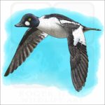 Common Goldeneye drawing