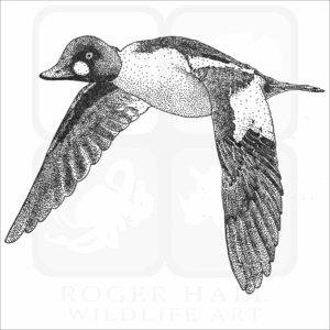 Common Goldeneye illustration