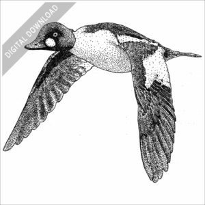 Common Goldeneye stock image