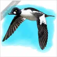 Common Goldeneye stock image