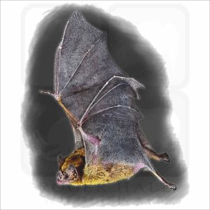 Common Vampire Bat illustration