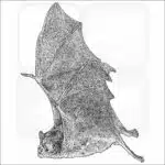 Common Vampire Bat illustration