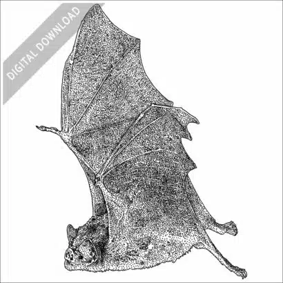 Common Vampire Bat stock image
