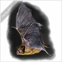 Common Vampire Bat stock image