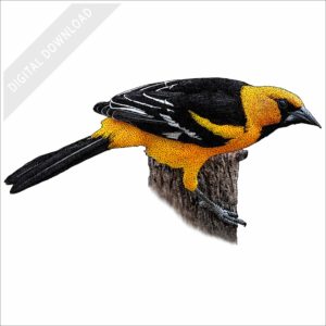 Altamira Oriole stock image
