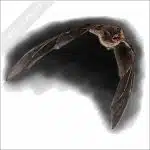 Natal Long-Fingered Bat stock image