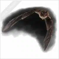 Natal Long-Fingered Bat stock image