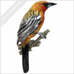 Streak-Backed Oriole stock image