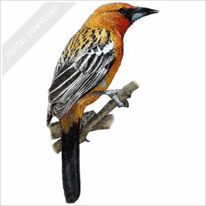 Streak-Backed Oriole stock image